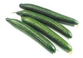 LONG CUCUMBER - KG